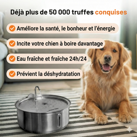 L’ Oasis : Fontaine à Eau en Acier Inoxydable pour Chien